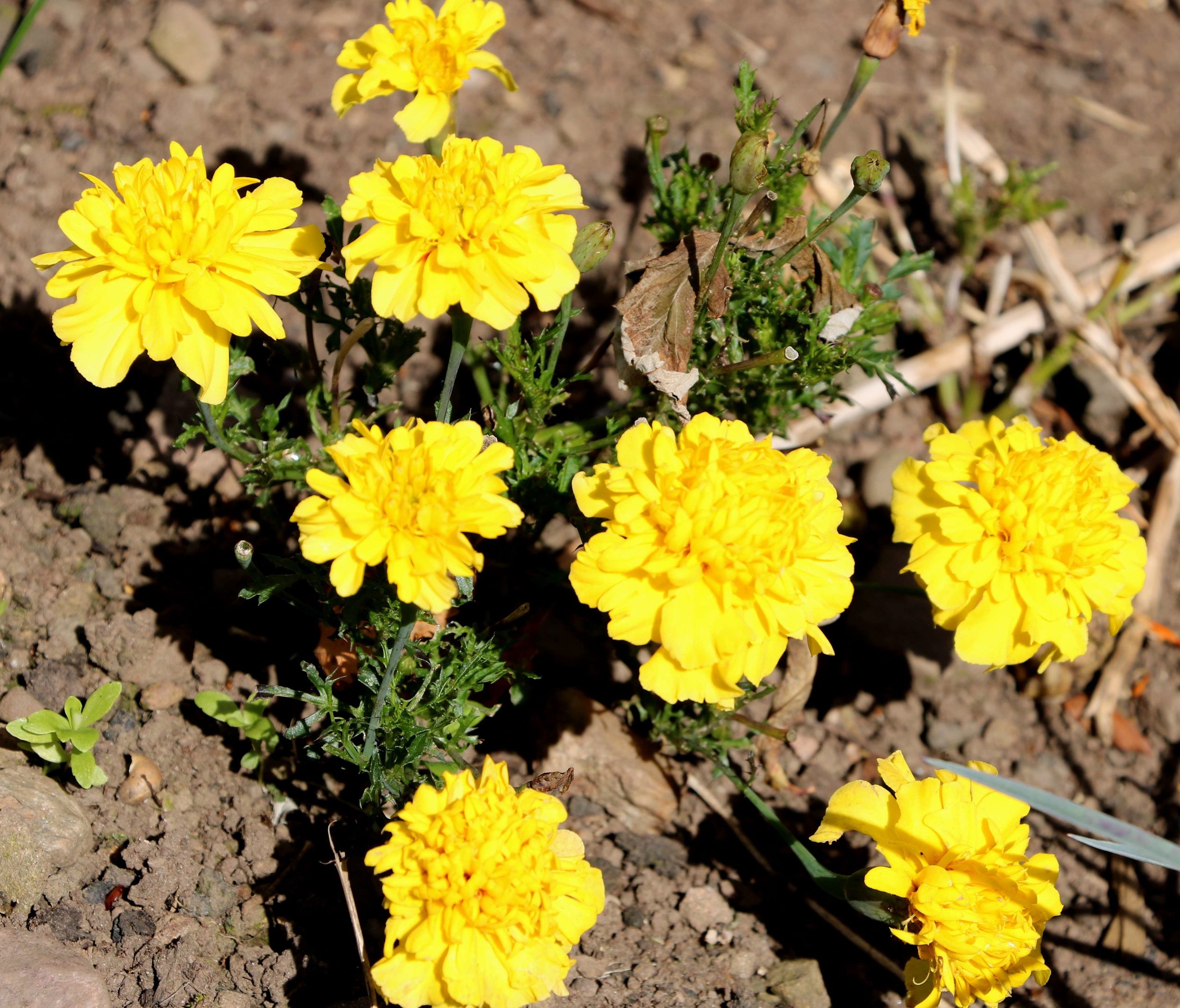 French marigolds in October