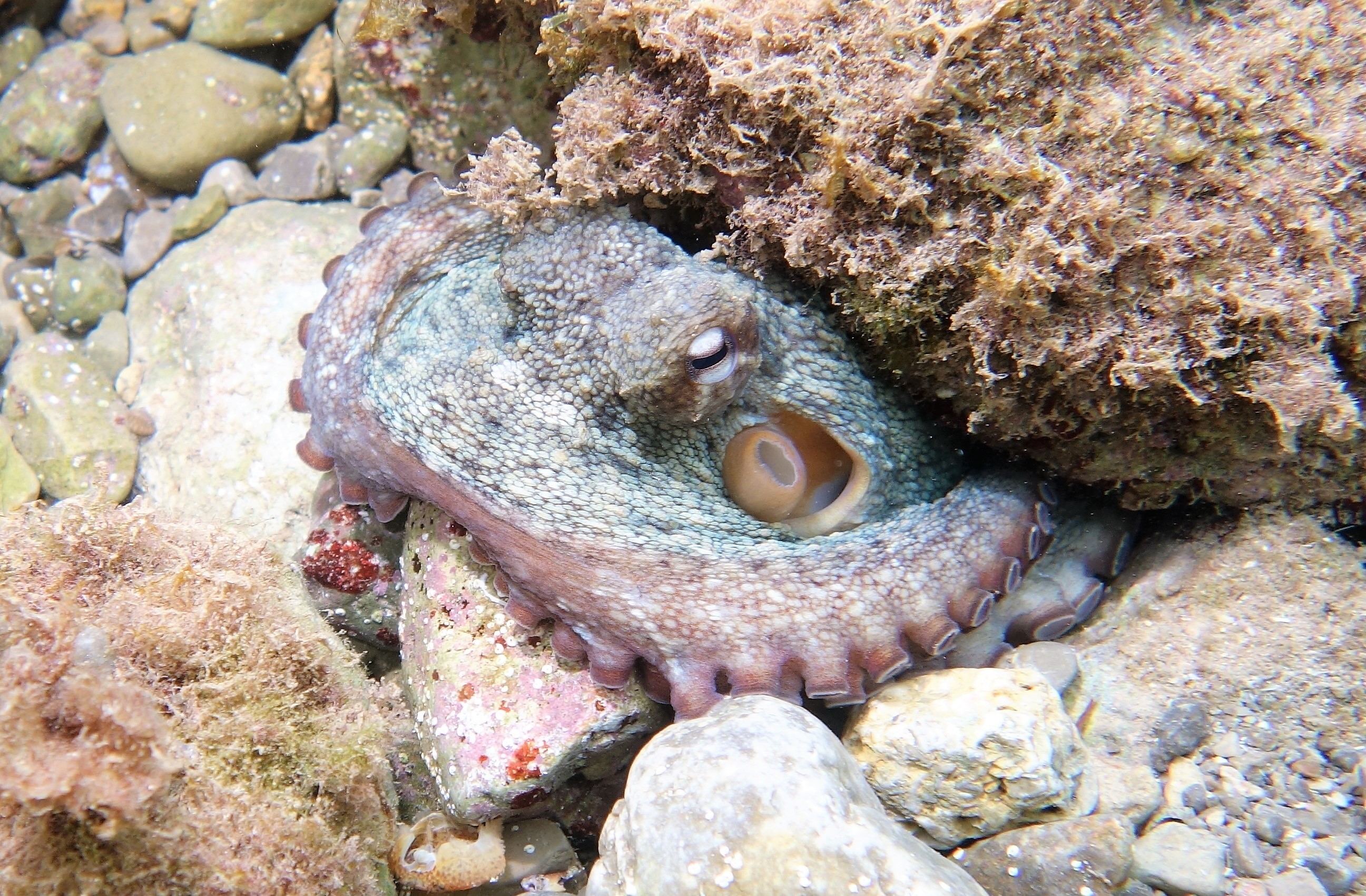 The octopus is a predatory animal, feeding upon molluscs, crustaceans and other marine creatures. It typically lives in a shelter by rocks, from which it can mount hunting trips.