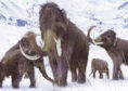 Woolly mammoths were around in the Ice Age.