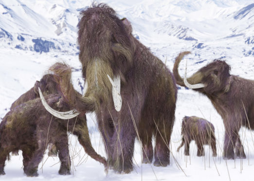 Woolly mammoths were around in the Ice Age.