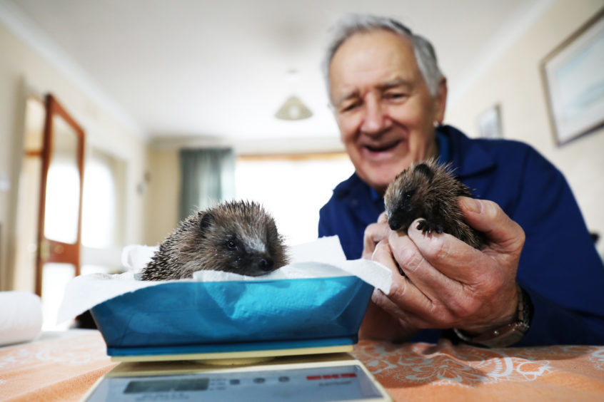 Sandy Boyd dedicates his time to saving hedgehogs.