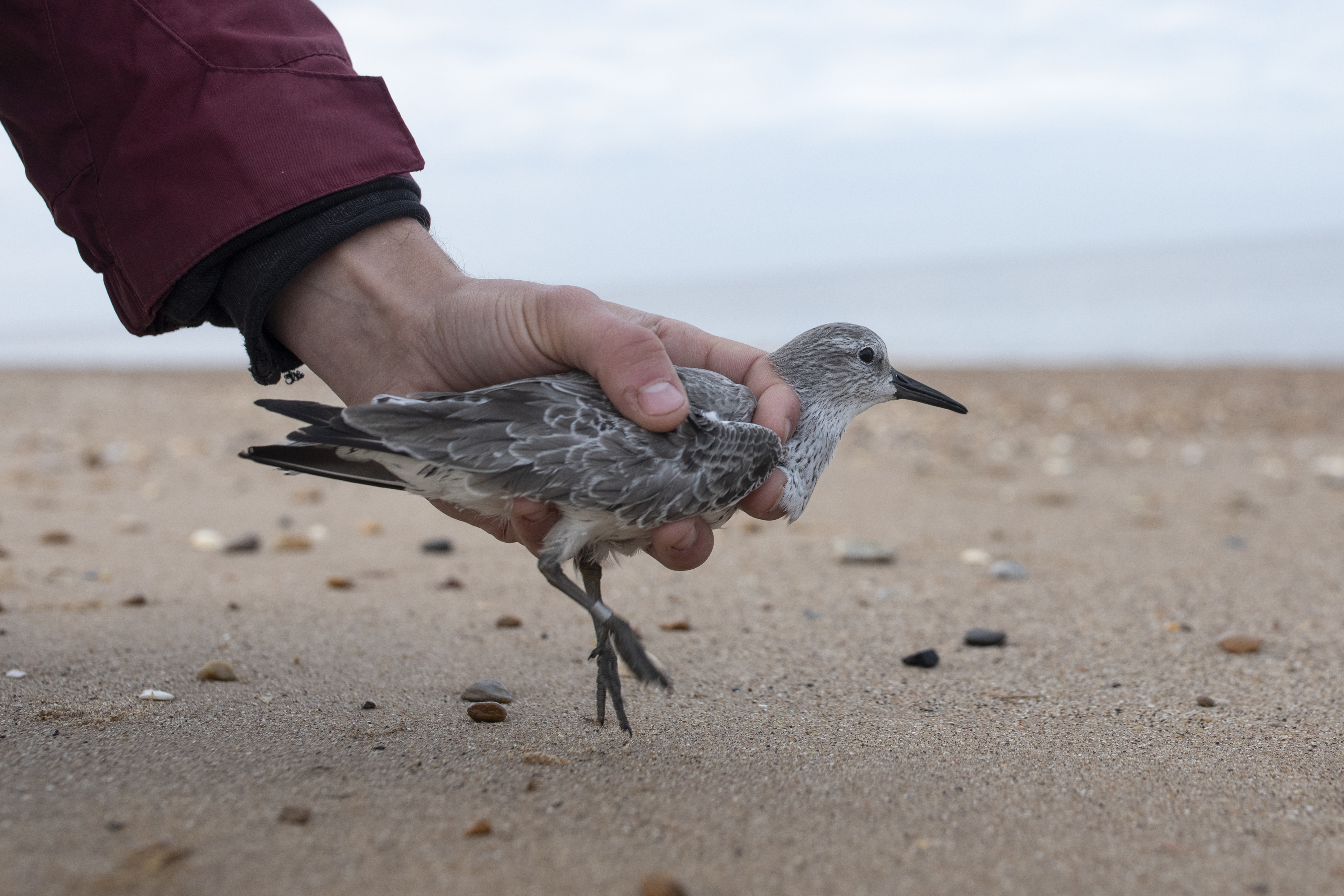 A knot is released after being processed by members of the Wash Wader Ringing Group.