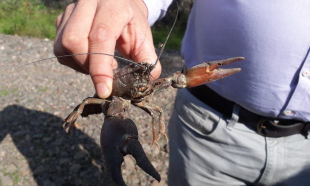 The fearsome looking American crayfish