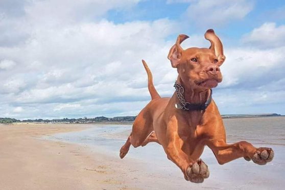 Zander the flying dog