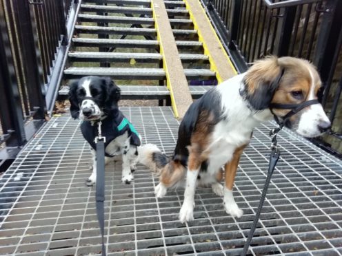 Soren and Blue on the grate steps.