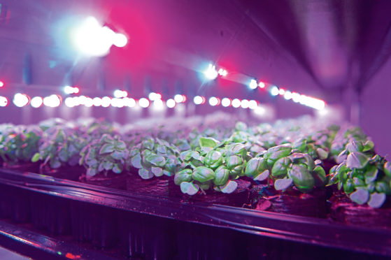 Crop research at the James Hutton Institute.