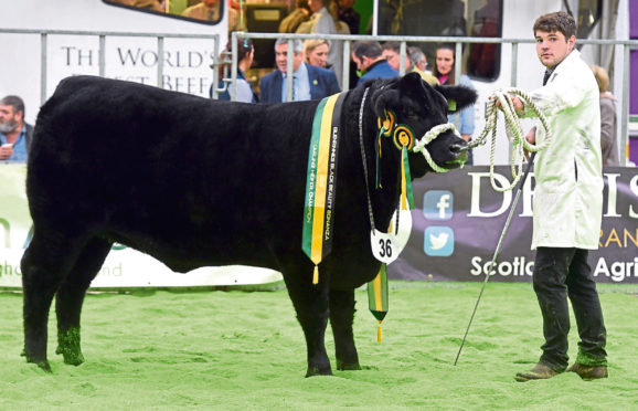 The Black Beauty Bonanza yearling heifer champion from Donald Rankin.