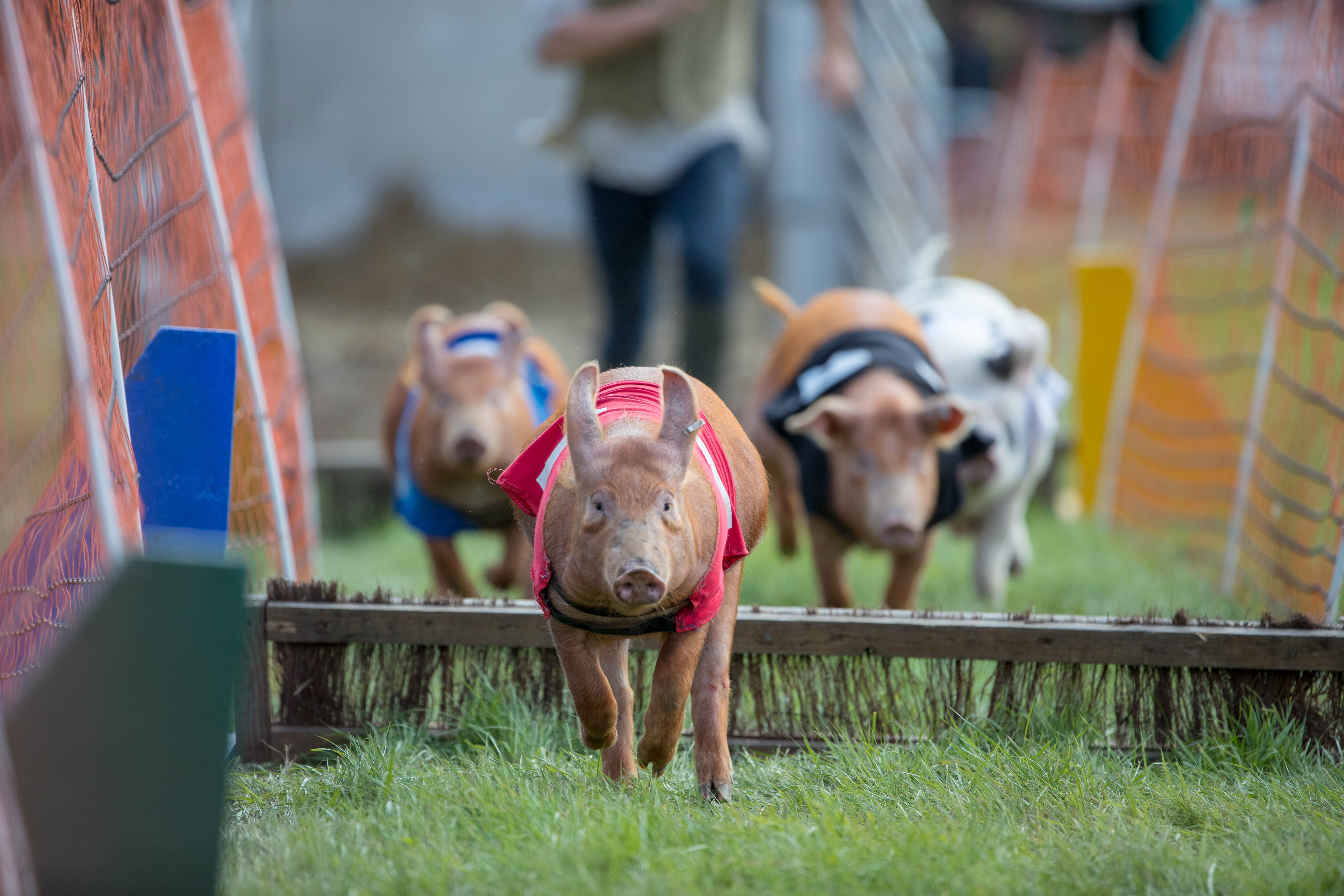 Pig racing in full flow at Blair Castle International Horse Trails.
