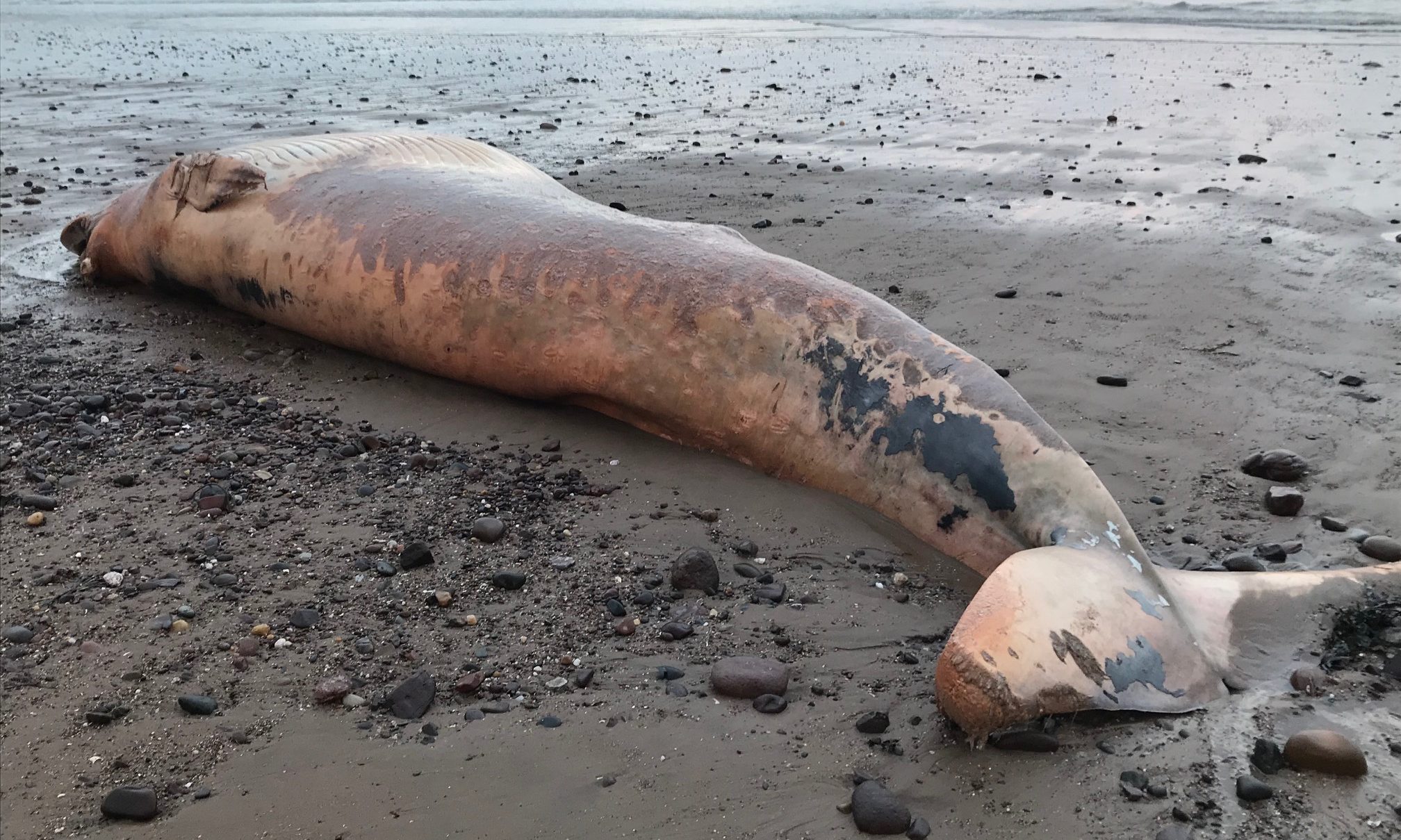 The whale found near Lunan Bay.