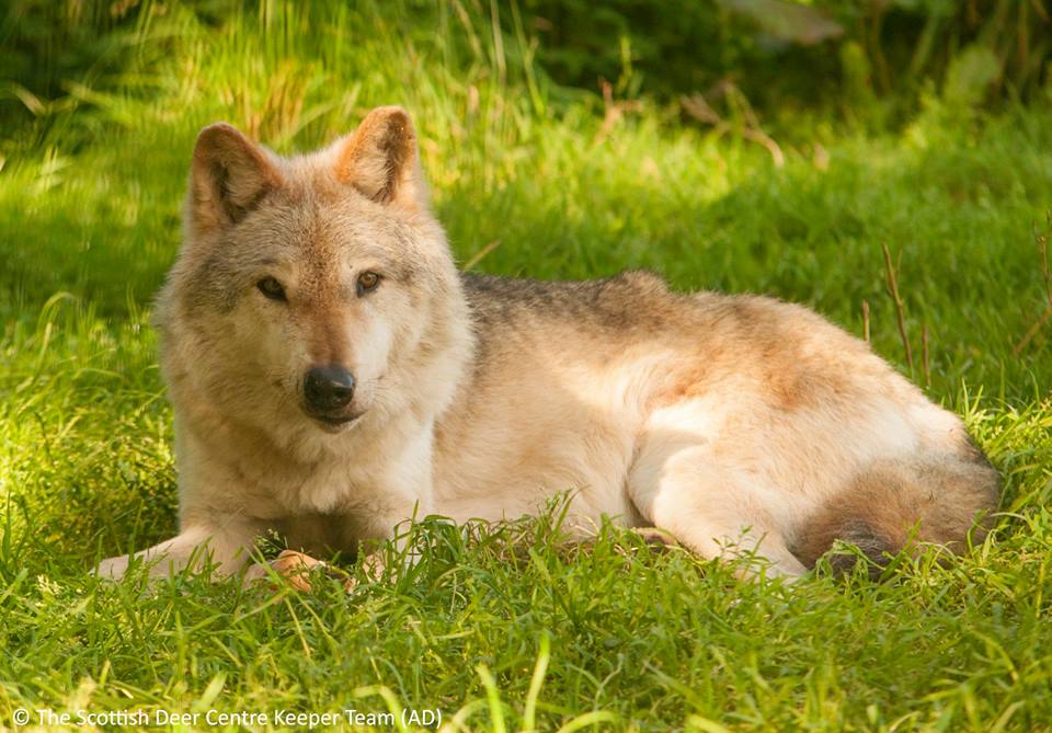 Luna the wolf has died at the Scottish Deer Centre, aged 12.