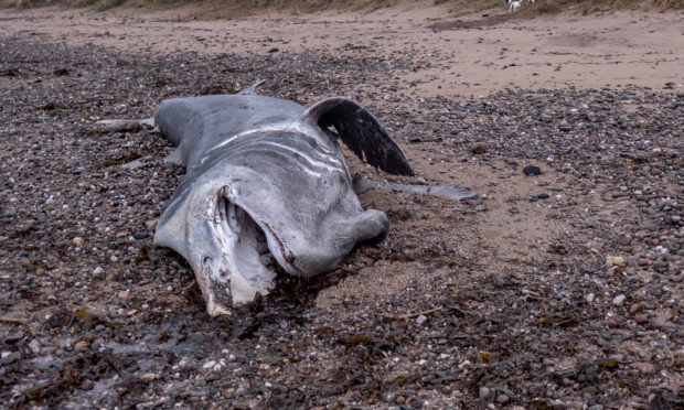 The body of a basking shark found on the shore north of East Haven on November 22 2018.