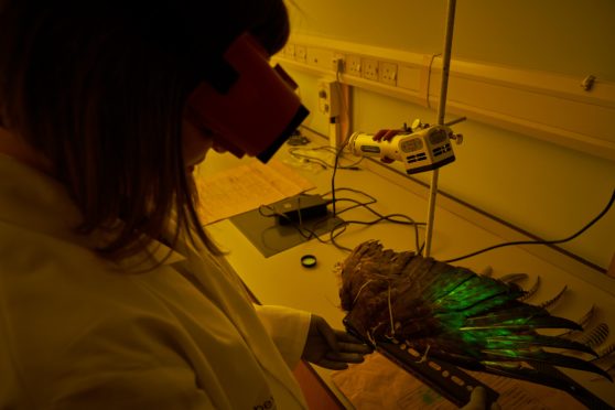 Helen McMorris obtains a fingerprint from a bird of prey.