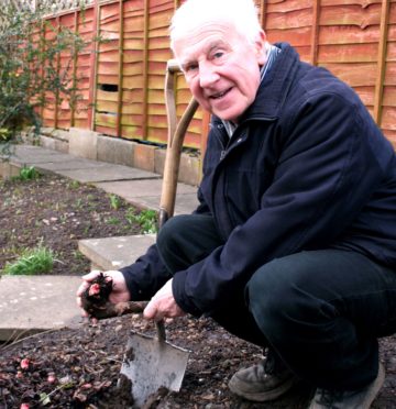 Planting rhubarb crowns in winter