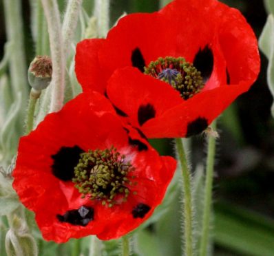 Poppy Ladybird