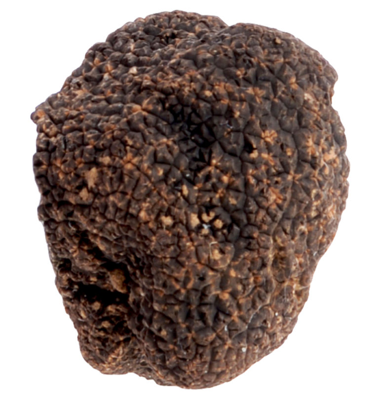 East Scotland has potential to grow lucrative truffles