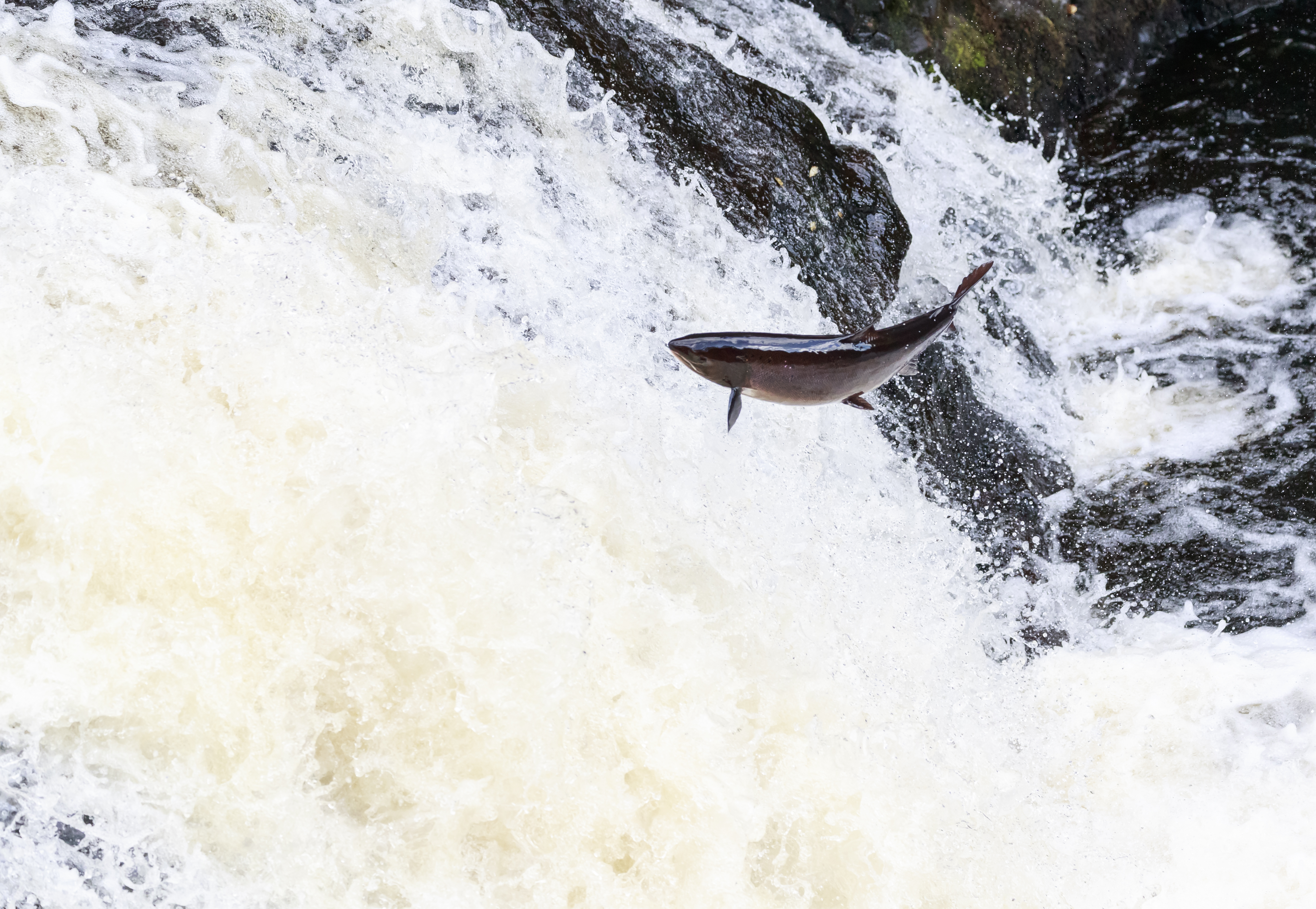 A mighty Atlantic salmon travelling to spawning grounds.