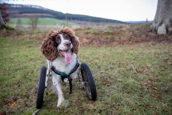 Rescue springer spaniel Ben enjoying his wheels.