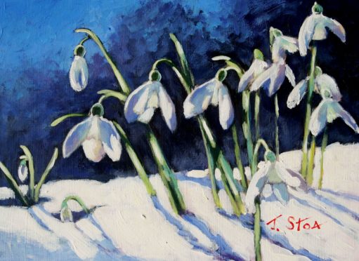 Sunlit Snowdrops