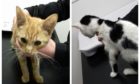 Paul Kyle, of Ballingry, admitted causing unnecessary suffering to his two cats.
