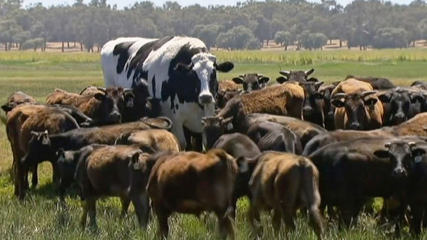 British livestock still have some way to go before they reach the super-size scale of Knickers, the Australian steer.
