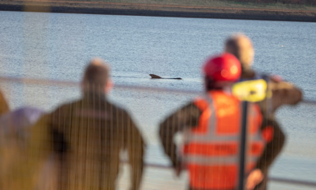 Rescuers watch the whales in the Firth near Culross.