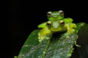 Emerald glass frogs photographed by Moira in South America.