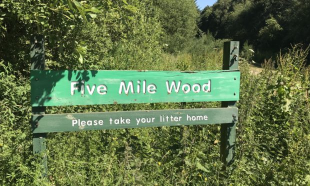 Five Mile Wood near Stanley