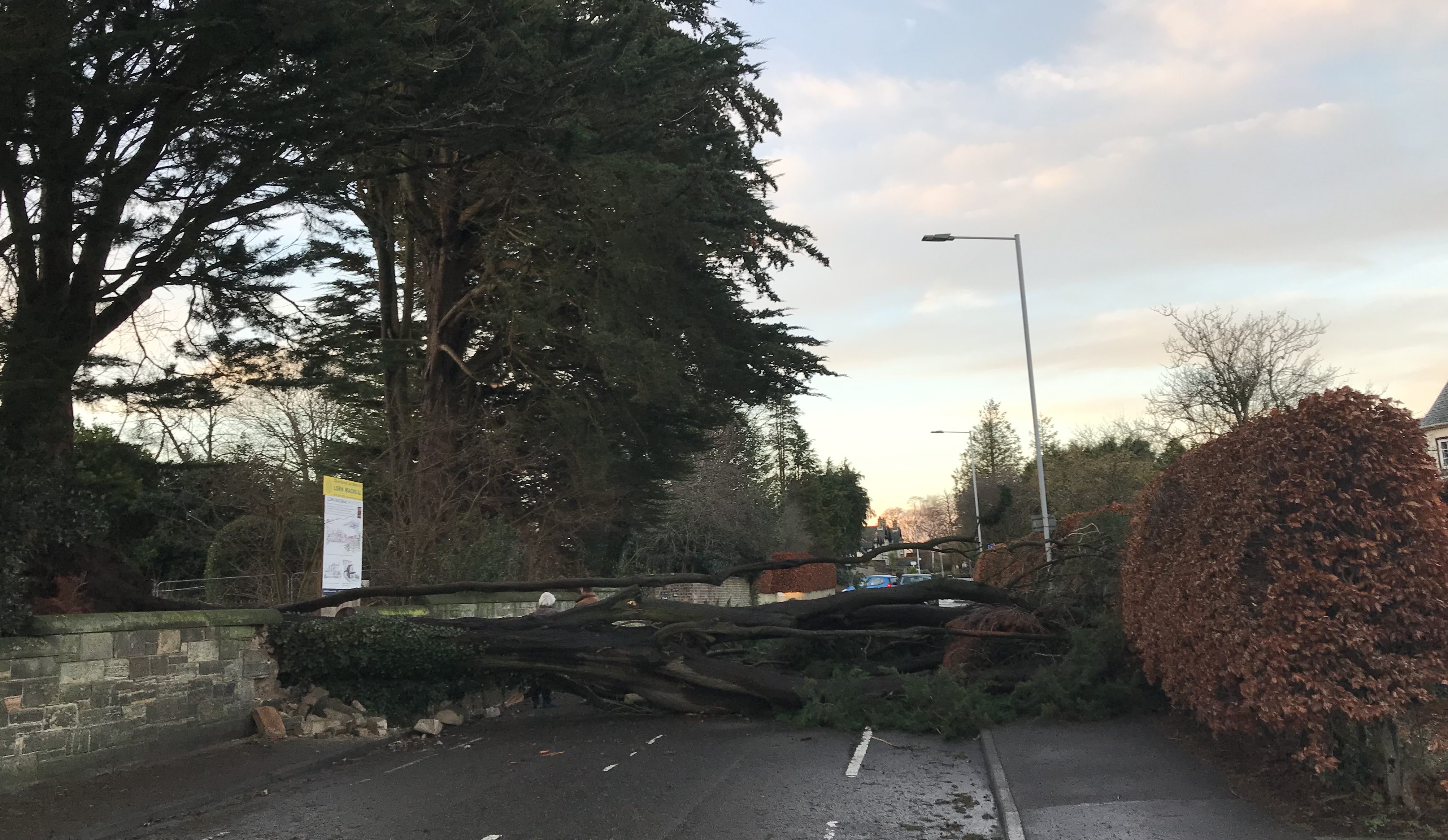 the tree has block the road