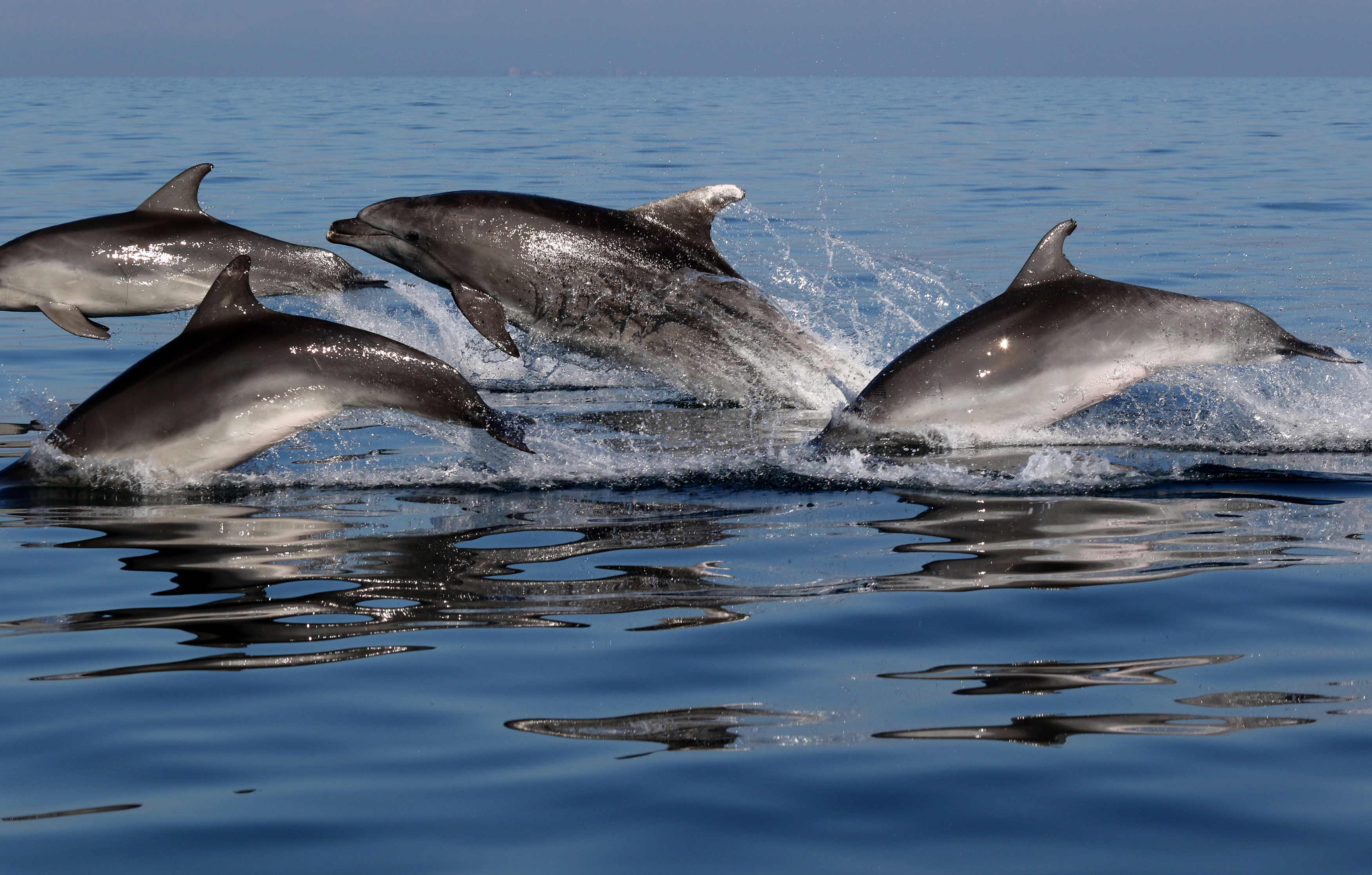 the dolphins have been studied for more than 16 years