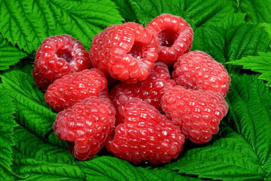 Glen Dee is one of the most recent raspberry varieties bred by the James Hutton Institute at Invergowrie.