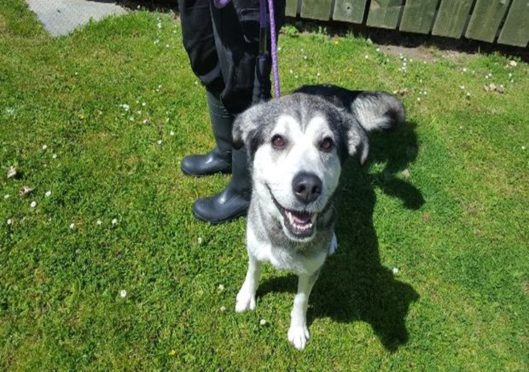 Five-year-old Rogue is currently at the SSPCA centre in Dundee waiting to be re-homed.