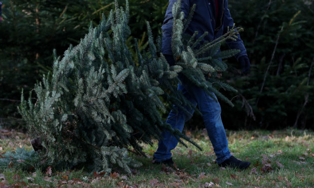 John Paton has been accused of neglecting the trees. (stock image)