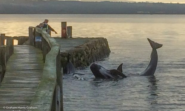 Pod of whales stranded at Culross in 2018.