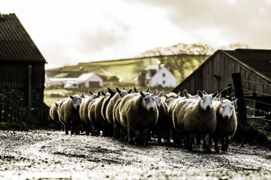 The wet late summer and autumn may have given the parasite a lifeline