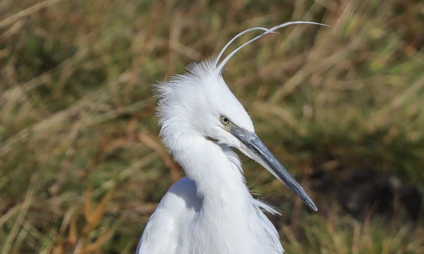 The little egret and its distinctive 'marigold' feet.