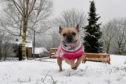 Frenchie the French Bulldog runs in the snow in the village of Tintwistle in the High Peak district in Derbyshire, United Kingdom.
