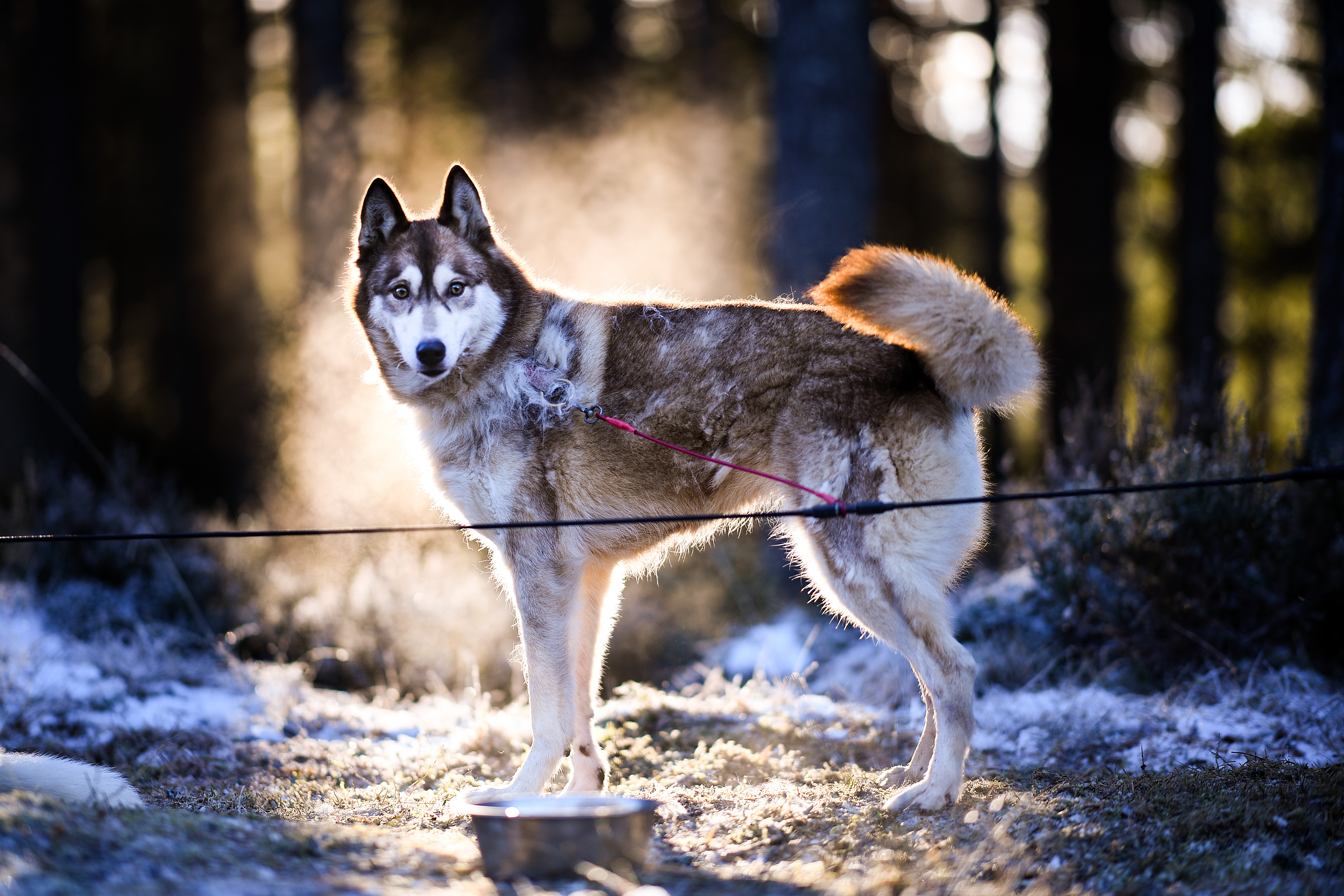 Huskies practice at a forest course ahead of the Aviemore Sled Dog Rally  in Feshiebridge, Scotland. Huskies and sledders prepare ahead of the Siberian Husky Club of Great Britain 36th race taking place at Loch Morlich this weekend near Aviemore.
