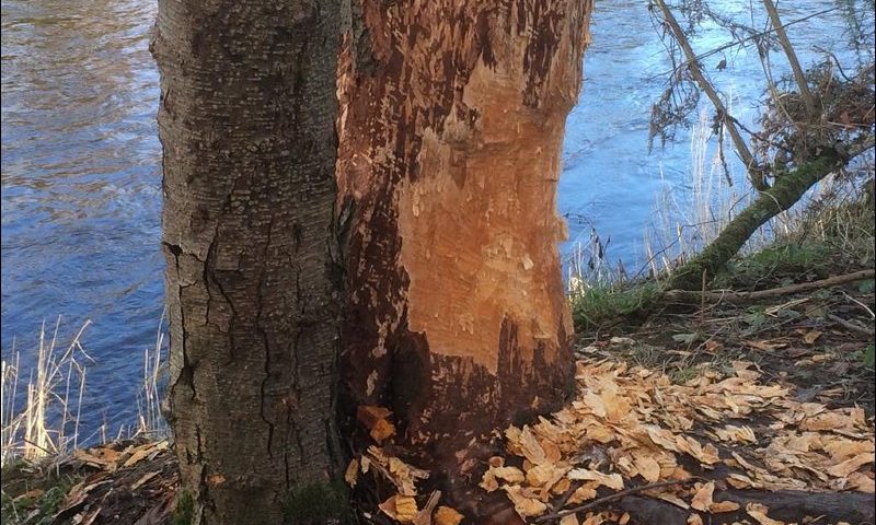 A tree on Moncreiffe Island that appears to have been gnawed by beavers