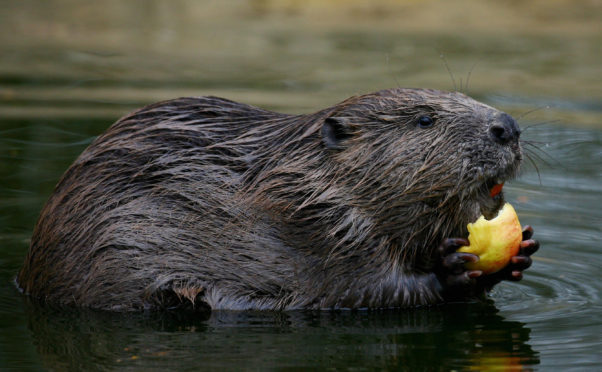 A beaver.