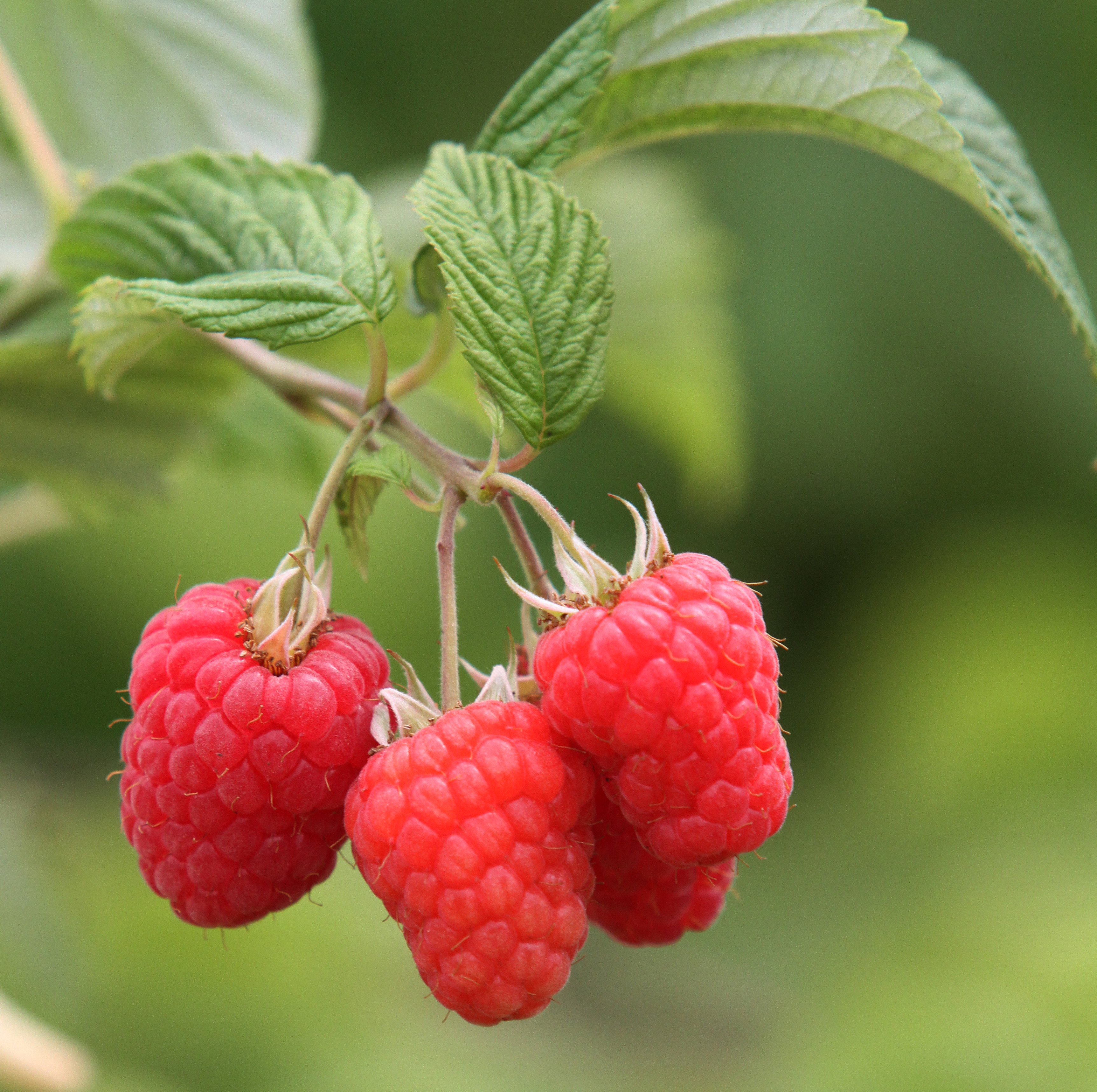 Glen Dee raspberries are a JHI innovation.