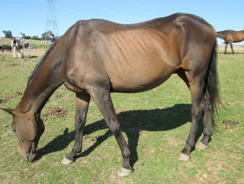 Retired racehorse 'Harry' in 2015