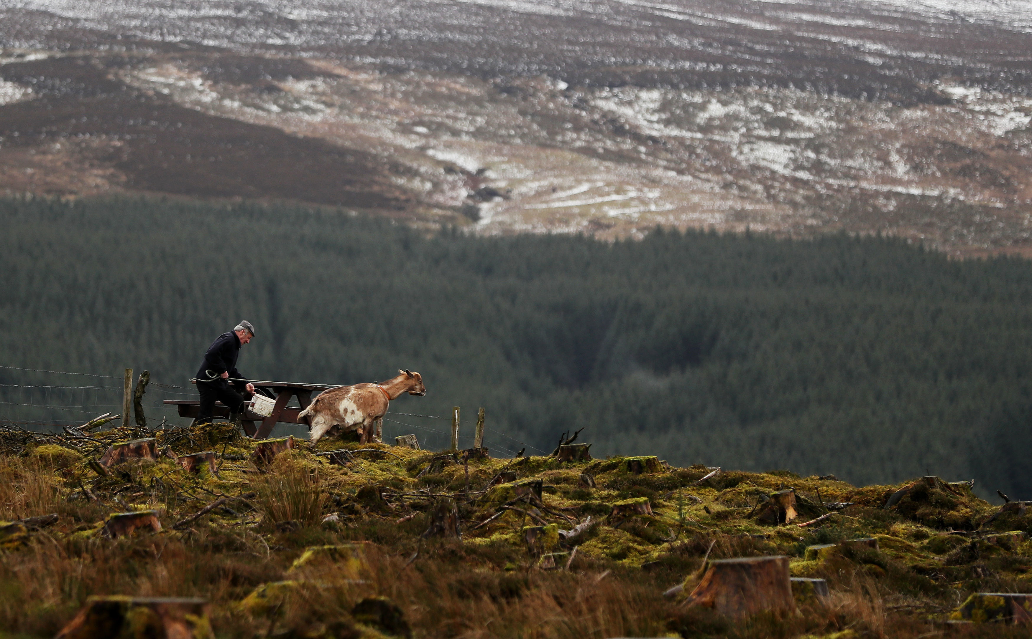 John Rigney, chairman of the Slieve Bloom Association makes his way up Spink Hill, Co. Offaly, for the 'Milking of the Goat' festival. The festival celebrates Imbolc which marks the beginning of spring and is one of the four Celtic seasonal festivals