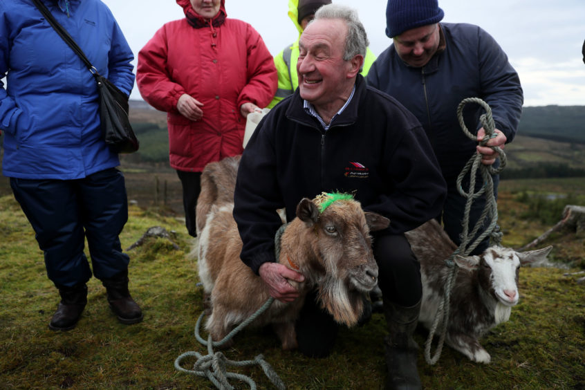 John Rigney, chairman of the Slieve Bloom Association, with the newly crowned goats during the 'Milking of the Goat' festival on Spink Hill, Co. Offaly. The festival celebrates Imbolc which marks the beginning of spring and is one of the four Celtic seasonal festivals.