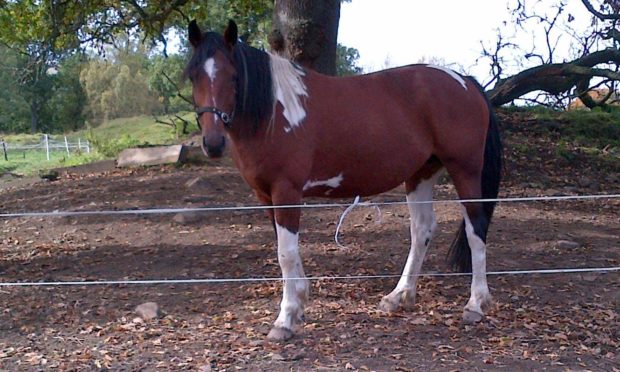 Tullibardine Star Mosaic, or Tully, one of the horses Ms MacGregor signed over to the SSPCA