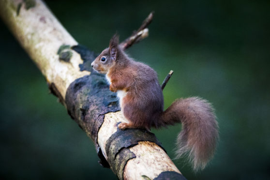 A red squirrel.