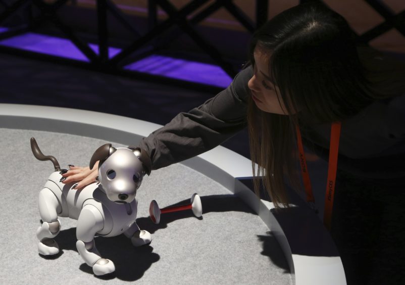 The new edition Sony Aibo robot dog incorporates a series of sensors, cameras, and actuators to activate the pup and keep it interactive, as seen inside the Sony display area.