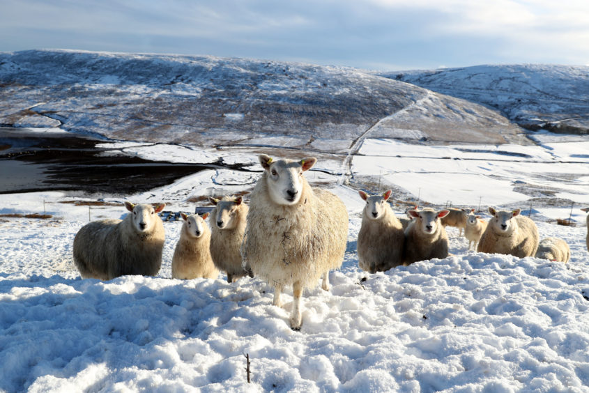 Sheep grazing in a field near Tingwall on the Shetland Islands after recent snowfall.