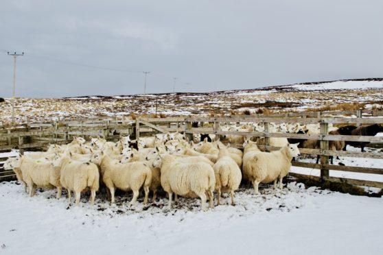 Joyce Campbell regularly updates Twitter and Facebook with images of her flock.