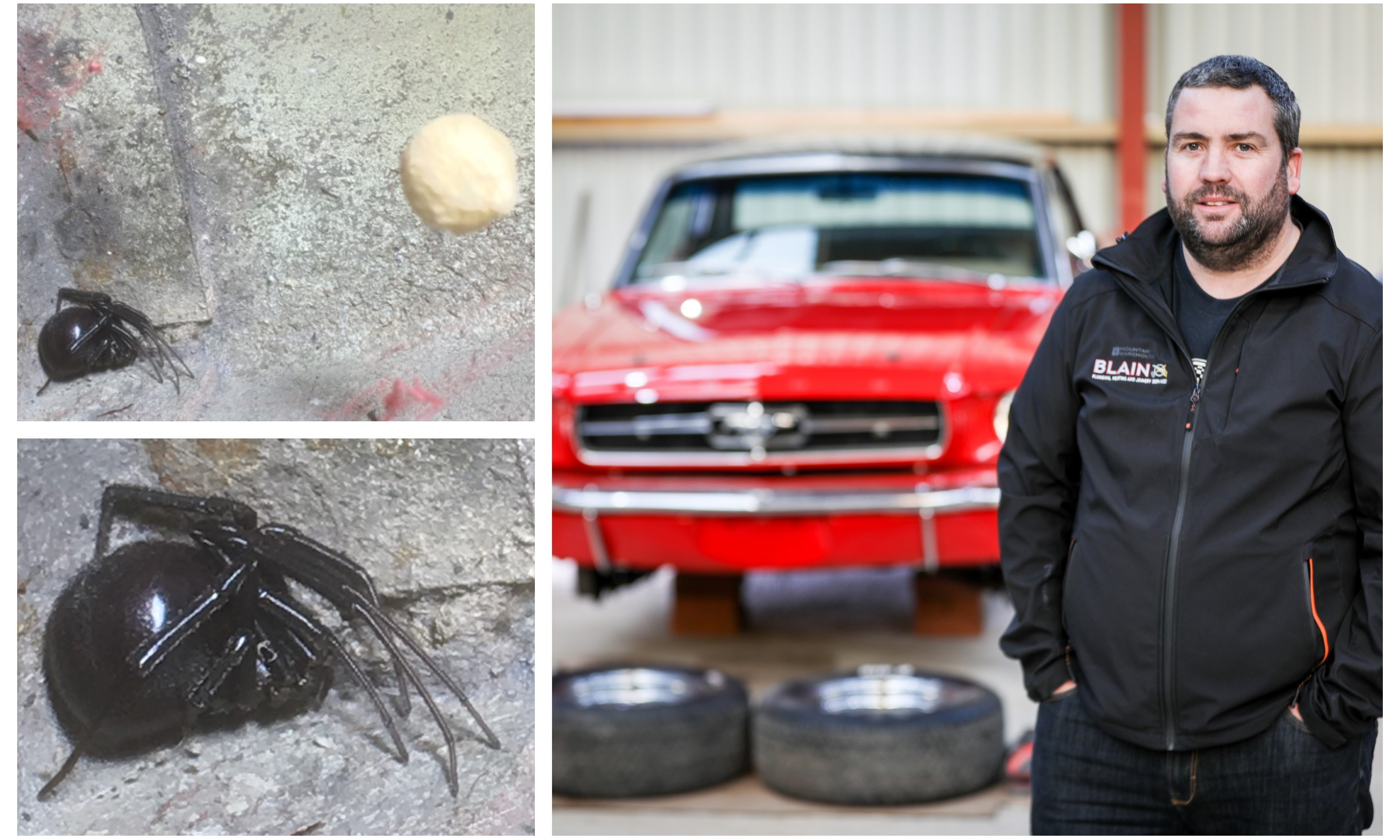 The black widow spiders were found on John Blains 1965 Mustang.
