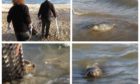The Scottish SPCA, released the seals at Aberdour's Silver Sands beach.